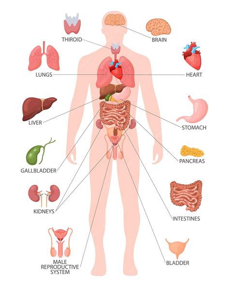 premium vector human anatomy concept infographic poster   internal organs   male body