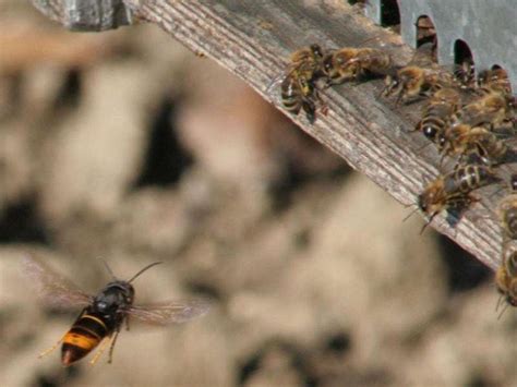 Further Sightings Of Honey Bee Killing Asian Hornet Confirmed In