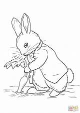 Hase Malvorlage Stealing Carrots sketch template