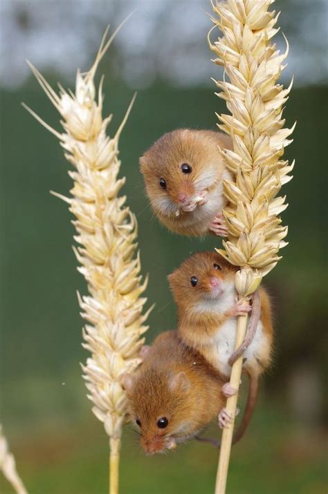 39 best mice field mice field mouse harvest mouse images on