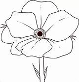 Poppy Printable Drawing Remembrance Outline Poppies Klaprozen Dragoart Plant Tekeningen Coloringhome sketch template