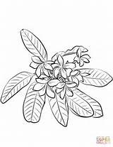Coloring Plumeria Drawing Rubra Printable Jasmine Red Pages Getdrawings Line sketch template