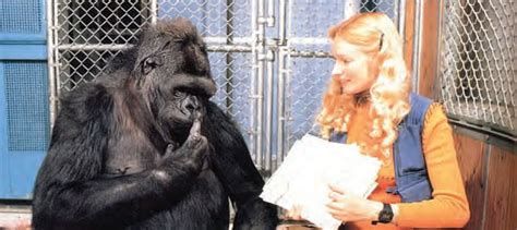 Read About Koko Koko’s Kitten Page 14 The Gorilla Foundation
