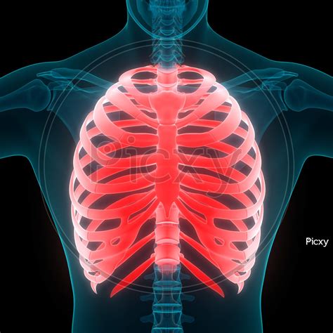 Rib Cage Of Human Body 9 Interesting Facts About The