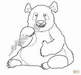Panda Coloring Pages Funny Giant Printable Drawing Bamboo Eating Bears Colorings Getdrawings Supercoloring Categories sketch template