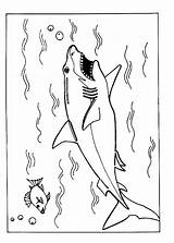 Haai Ausmalbilder Megalodon Sharkboy Printable Lavagirl Haaien Colouring Hellokids Topkleurplaat Everfreecoloring Ausmalen Getcolorings Dieren sketch template