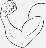 Muscle Spierbal Biceps Tekening Clipartmag Insertion sketch template