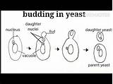Budding Yeast sketch template