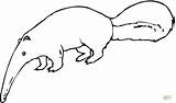 Anteater Coloring Pages Drawing Clipart Printable Color sketch template