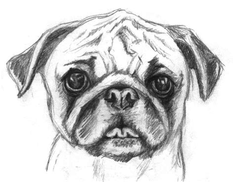 pugs coloring pages coloring home