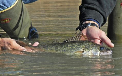 release fish properly    angler  catch outdoors