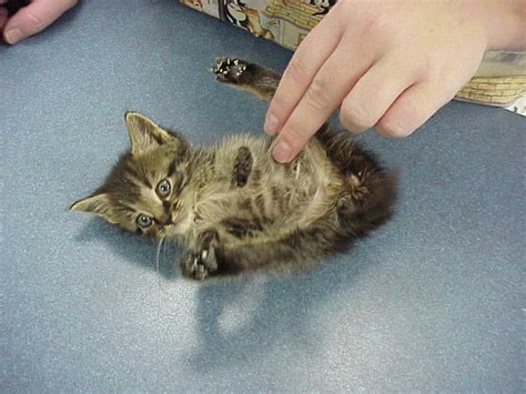 Exclusively Cats Veterinary Hospital Blog New Kitten Faq