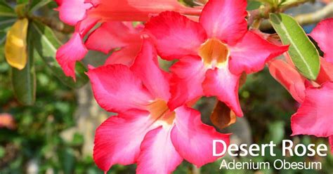 Adenium Obesum Care Growing The Desert Rose Plant