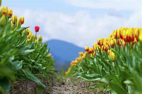 tulip farm photograph  naman imagery