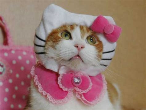 Adorable Cats In Funny Costumes Klyker
