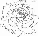 Coloring Rose Bush Designlooter Pages Roses Brilliant Flower Printable sketch template