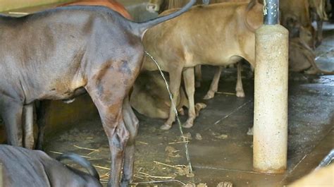 Volunteer Falls Ill After Drinking Cow Urine Bjp Leader Arrested For