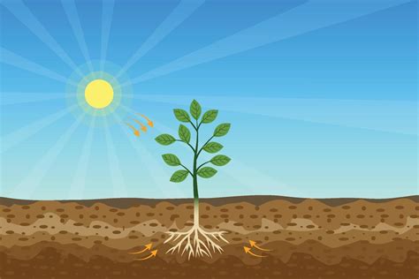 photosynthesis process  green tree  shiny sun  hard soil
