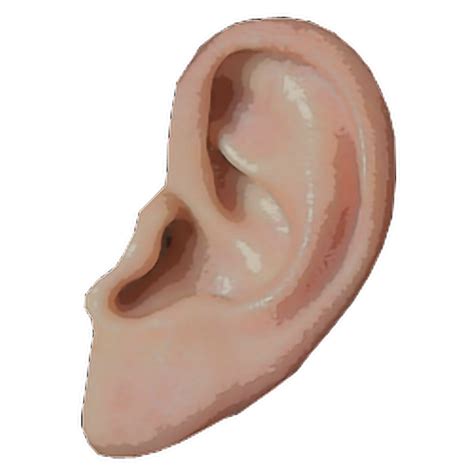 ear  transparent png image png arts