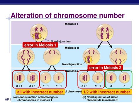 Ppt Ch 15 Errors Of Meiosis Chromosomal Abnormalities Powerpoint