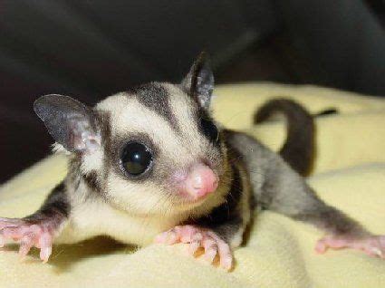 sugar gliders good pets facts foods carings behaviours cuddly animals sugar glider