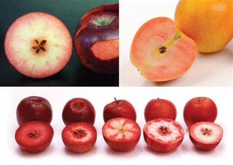 red fleshed apples good fruit grower