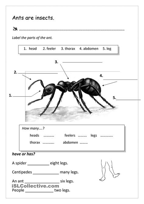 ants  marching worksheet  esl printable worksheets