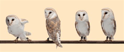 owl purdue owl purdue   text citation   bibliography owl