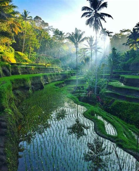 Rice Fields Ubud Bali Beautiful Destinations Travel Photos