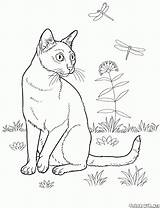Colorat Pisica Gatti Planse Bombay Kolorowanki Cats Gato Desene Koty Animali Psy Colorkid Katze Desen Adulti Ragazzi Kolorowanka Gatto Colorear sketch template