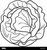 Cabbage Cartoon Coloring Lettuce Vegetable Vector Book Illustration Alamy Vectorstock Stock Shutterstock sketch template