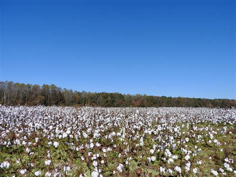 cotton fields twelve mile circle  appreciation