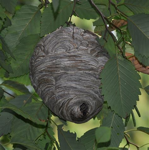 filebald faced hornet dolichovespula maculata nestjpg