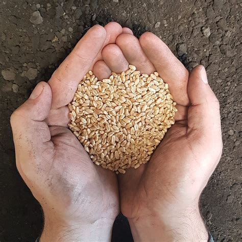 wheat seed trawin seeds