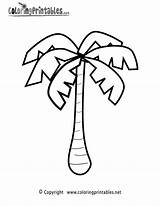 Palm Tree Coloring Pages Printable Nature Color Trees Kids Drawing Rainforest Forest Rain Clipart Word Rainbow Flowers Jungle Words Log sketch template