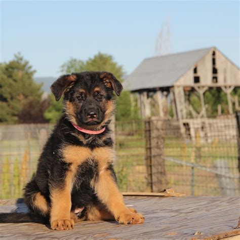 astonishing compilation    german shepherd dog pictures