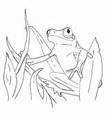 Frog Sapos Dart Sheets Poison Bestcoloringpagesforkids Pintar sketch template