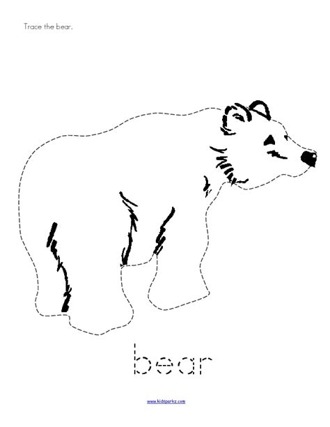 trace  bear worksheet  pre  kindergarten lesson planet