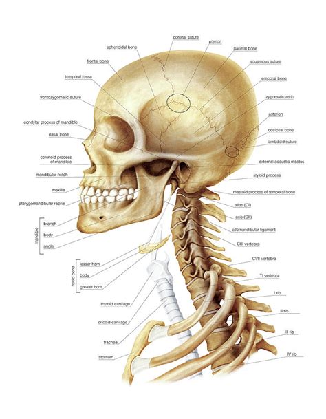 bones  head  neck