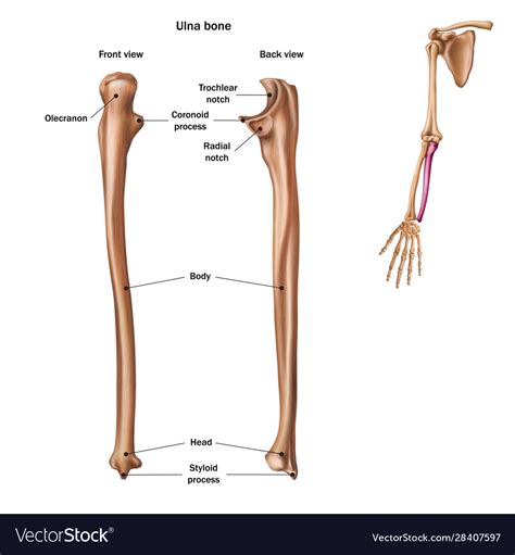structure ulna bone    royalty  vector image