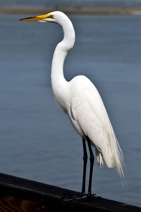 white egret  stock photo public domain pictures