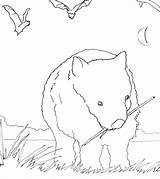 Wombat Coloring Getdrawings sketch template