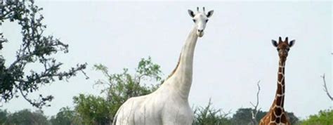 il ne reste desormais quune girafe blanche repertoriee  male dans le monde handout
