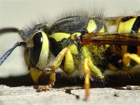 Top 10 Most Painful Insect Stings The Mysterious World