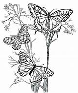 Butterfly Coloring Flower Pages Getdrawings sketch template