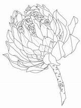 Protea Coloring Flower Pages Printable Drawing King Flowers Sketch Supercoloring Template Colouring Outline Designs Drawings Watercolor Floral Croquis Cards Crafts sketch template