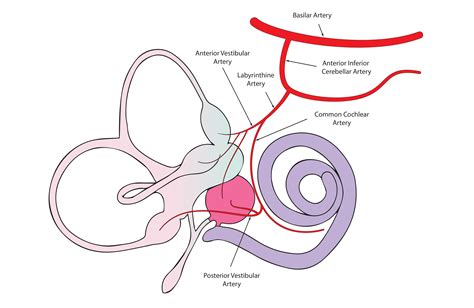anatomy    ear enteducationswansea