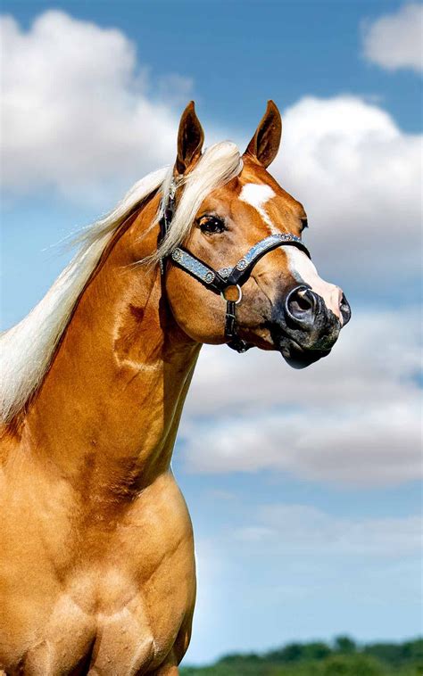 stallions terry bradshaw quarter horses beautiful horses