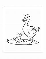 Coloring Baby Verbnow Ducks Duckling sketch template