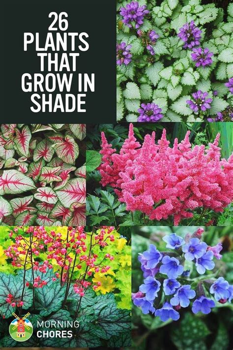 gorgeous shade tolerant plants   bring  shaded garden areas  life shade